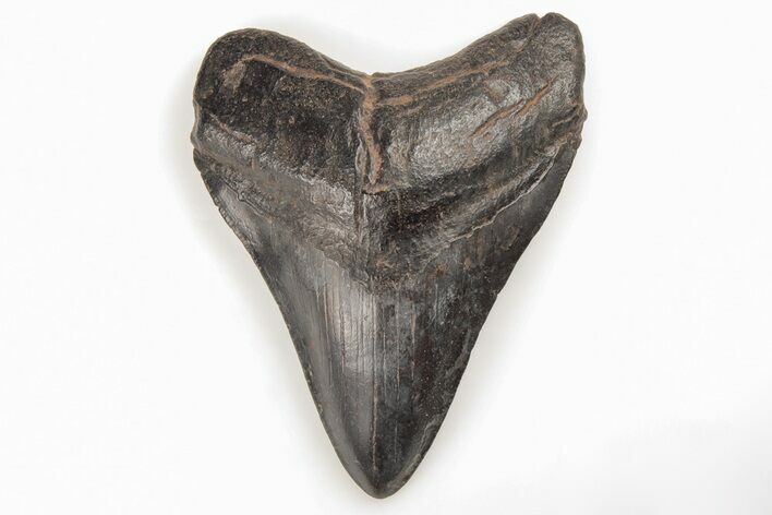 Fossil Megalodon Tooth - South Carolina #196870